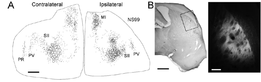 <p>in rats, the dorsolateral receives convergent inputs from the primary motor (MI) and somatosensory (SI) cortices</p>