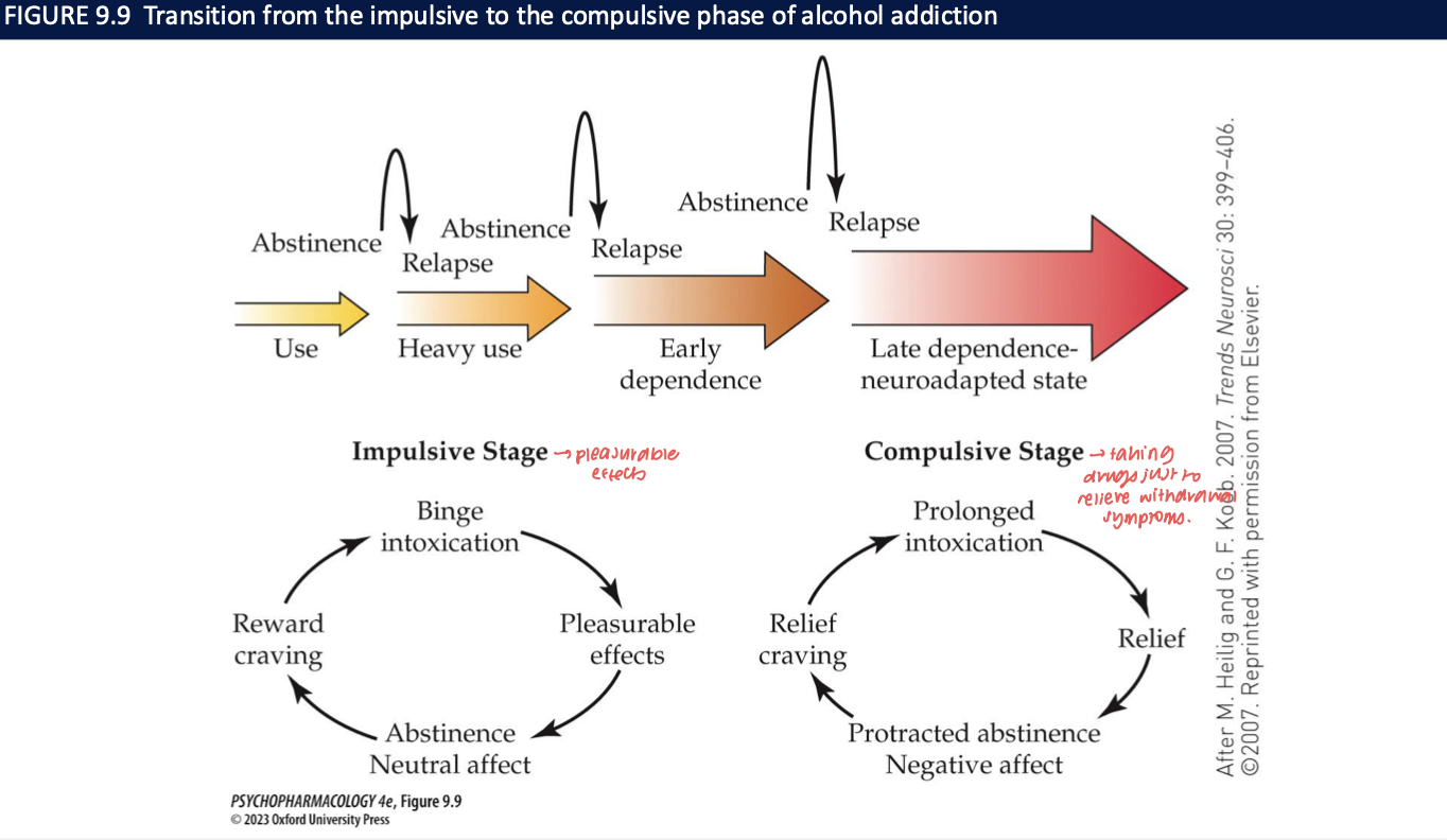 <ol><li><p>impulsive stage</p></li><li><p>compulsive stage </p></li><li><p>gradual recruitment of an antireward system</p></li><li><p>neuroadapted state</p></li></ol><p></p>