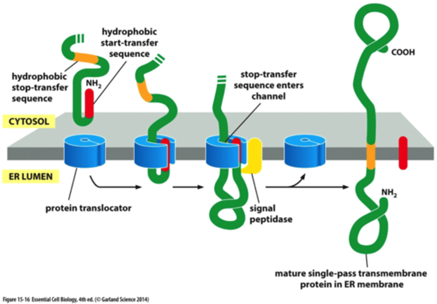 <p>they hydrophobic start transfer and stop transfer sequences</p>