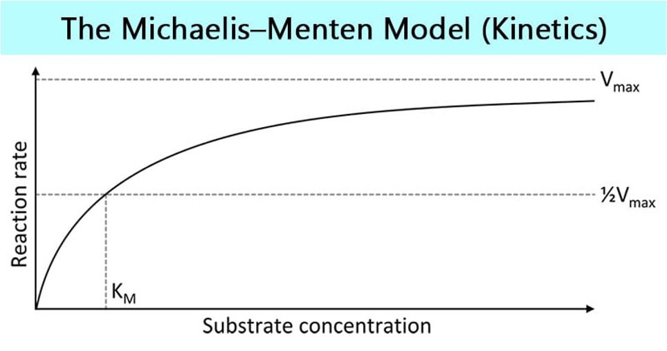 <ul><li><p>V<sub>max</sub>= enzyme is saturated</p></li><li><p>K<sub>M</sub>= Michaelis’ constant, substrate value when enzyme is working at ½ V<sub>max</sub></p></li><li><p>If lower K<sub>M</sub>- substrate binds tightly to enzyme</p></li><li><p>if higher K<sub>M</sub>- weak binding</p></li></ul><p></p>