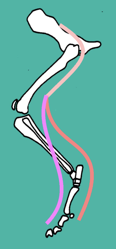 <p>Supplies the CRANIAL tibial muscles:</p><ul><li><p><strong>Cranial tibial&nbsp;</strong></p></li><li><p><strong>Peroneus group&nbsp;</strong></p></li><li><p><strong>Long Digital Extensor&nbsp;</strong></p></li></ul><p>Therefore, acts as a hock FLEXOR and a digital EXTENSOR&nbsp;</p><p></p><p>DOES provide cutaneous sensation:</p><ul><li><p>Cranial / dorsal aspect of limb</p></li><li><p>Also lateral thigh&nbsp;</p></li></ul><p></p>