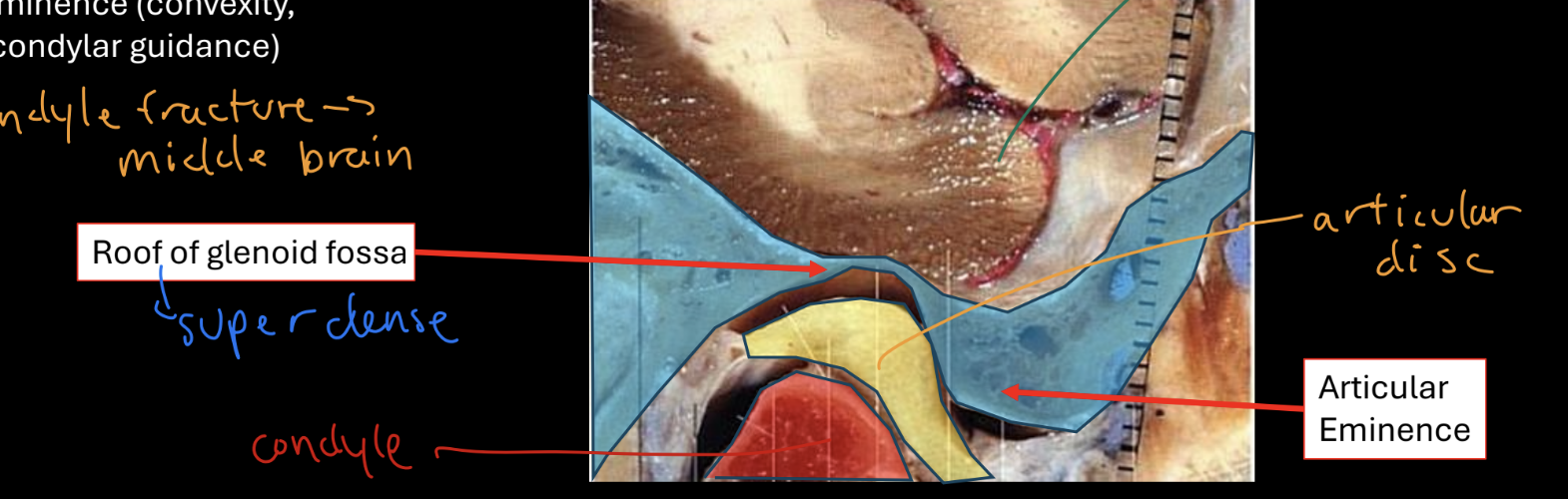 <p>upper part of tmj, glenoid fossa is thin roof, has articular eminence (convexity, steepness, condylar guidance)</p>