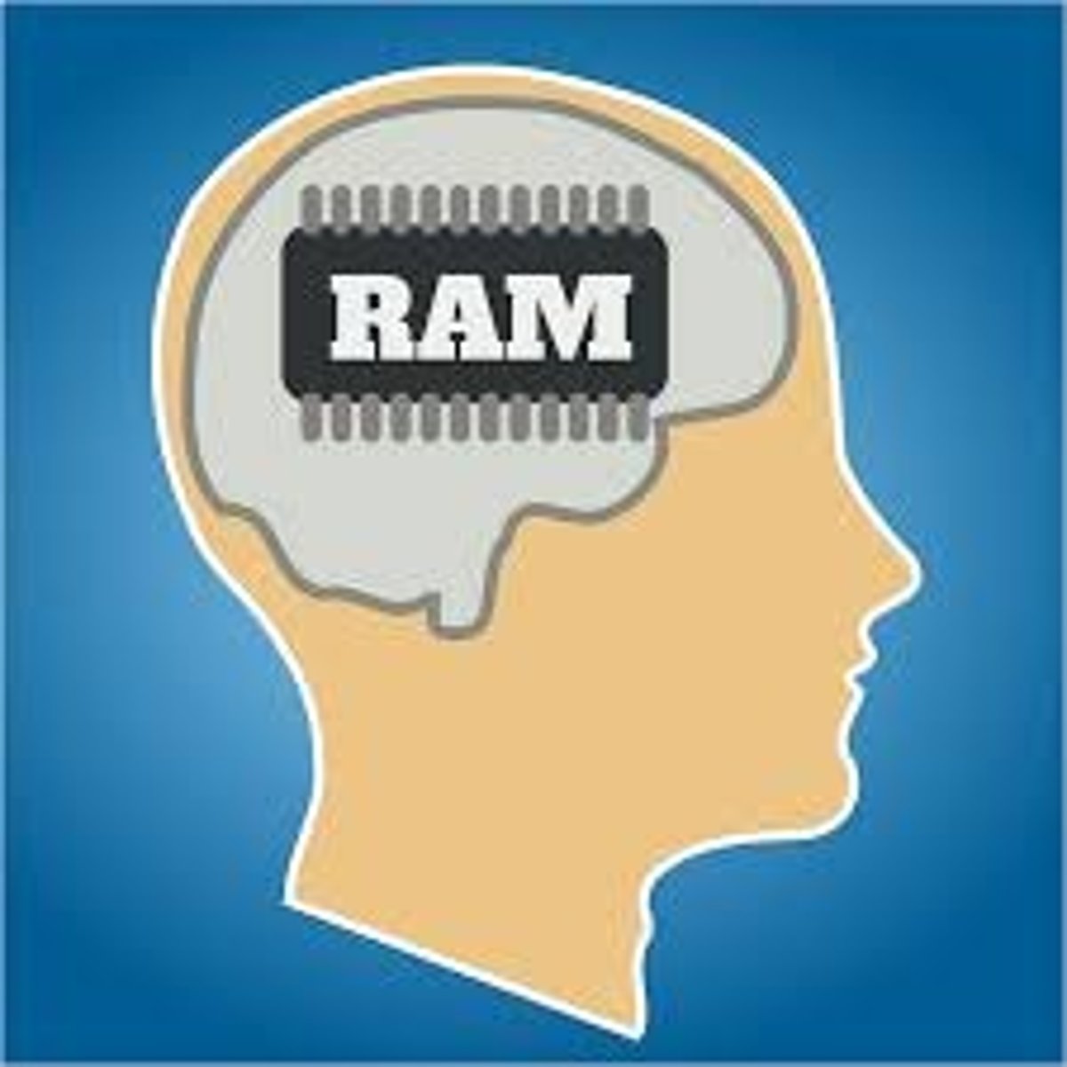 <p>the relatively permanent and limitless storehouse of the memory system; includes knowledge, skills, and experiences</p>