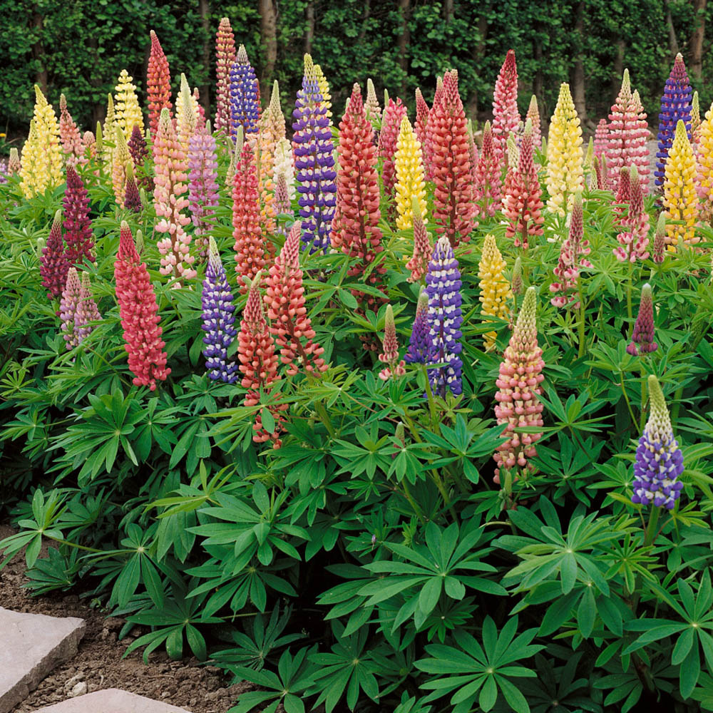 <p>Lupine</p>