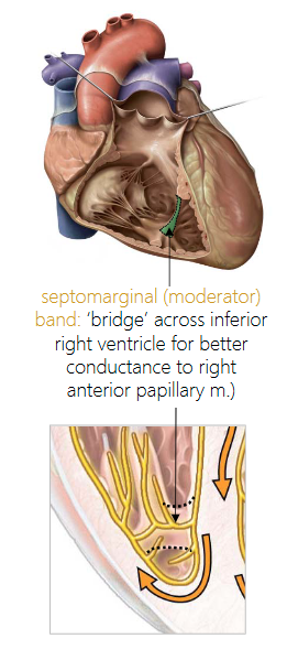 <p>‘bridge’ across inferior right ventricle for better conductance to right anterior papillary m.)</p>