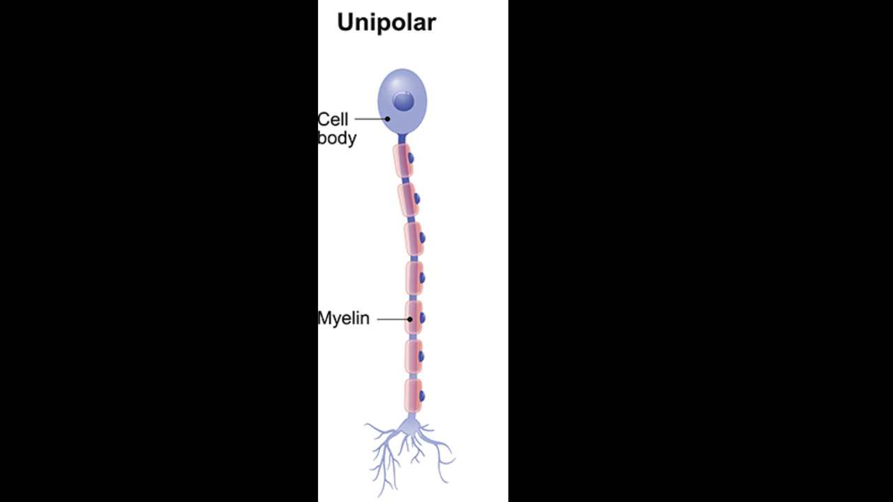 <p>Unipolar neurons (pseudo unipolar neurons)</p>