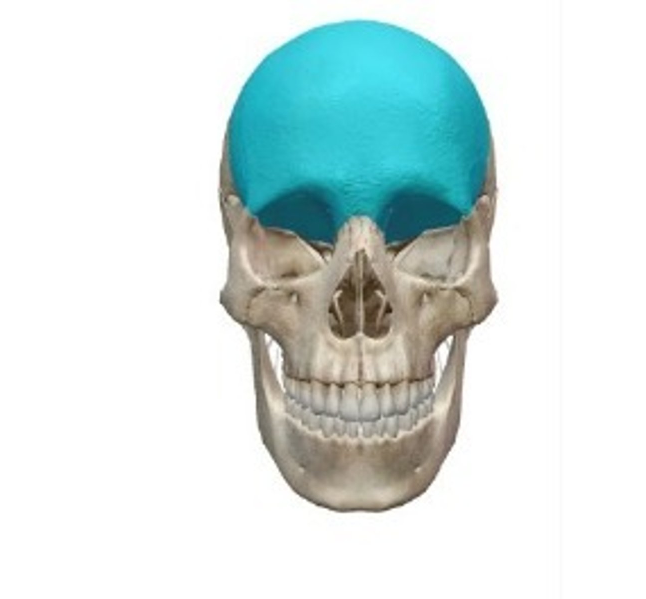 <p>What bone is this?</p>