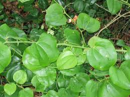 <p>vine</p><p>Leaf: Bright green, smooth, heartish shaped</p><p>Twig: green, thorns</p><p>dr. granger will probably be eating it</p>