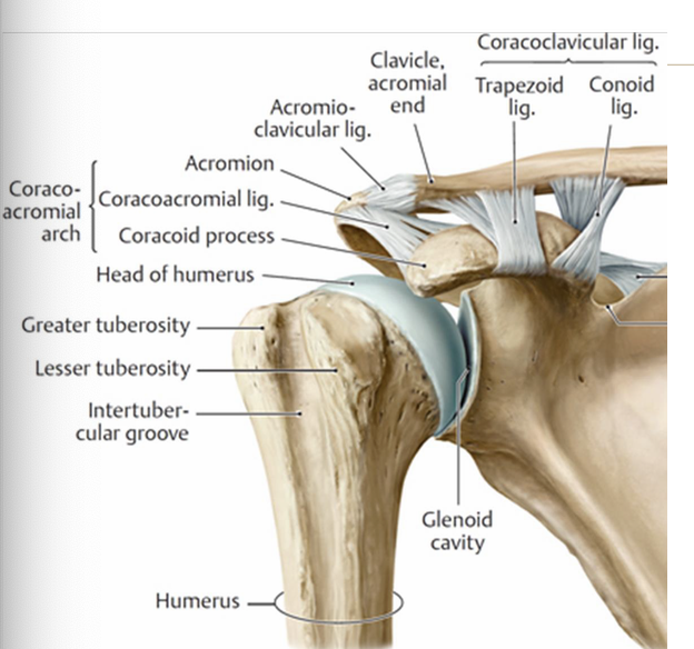 <p>Joint capsule</p><p>articular disc (fibrocartilage - gliding)</p><p>acromioclavicular ligament</p><p>coracoacromial ligament</p><p>coracoclavicular ligament (2 ligaments)</p><p>- conoid ligament</p><p>- trapezoid ligament</p>