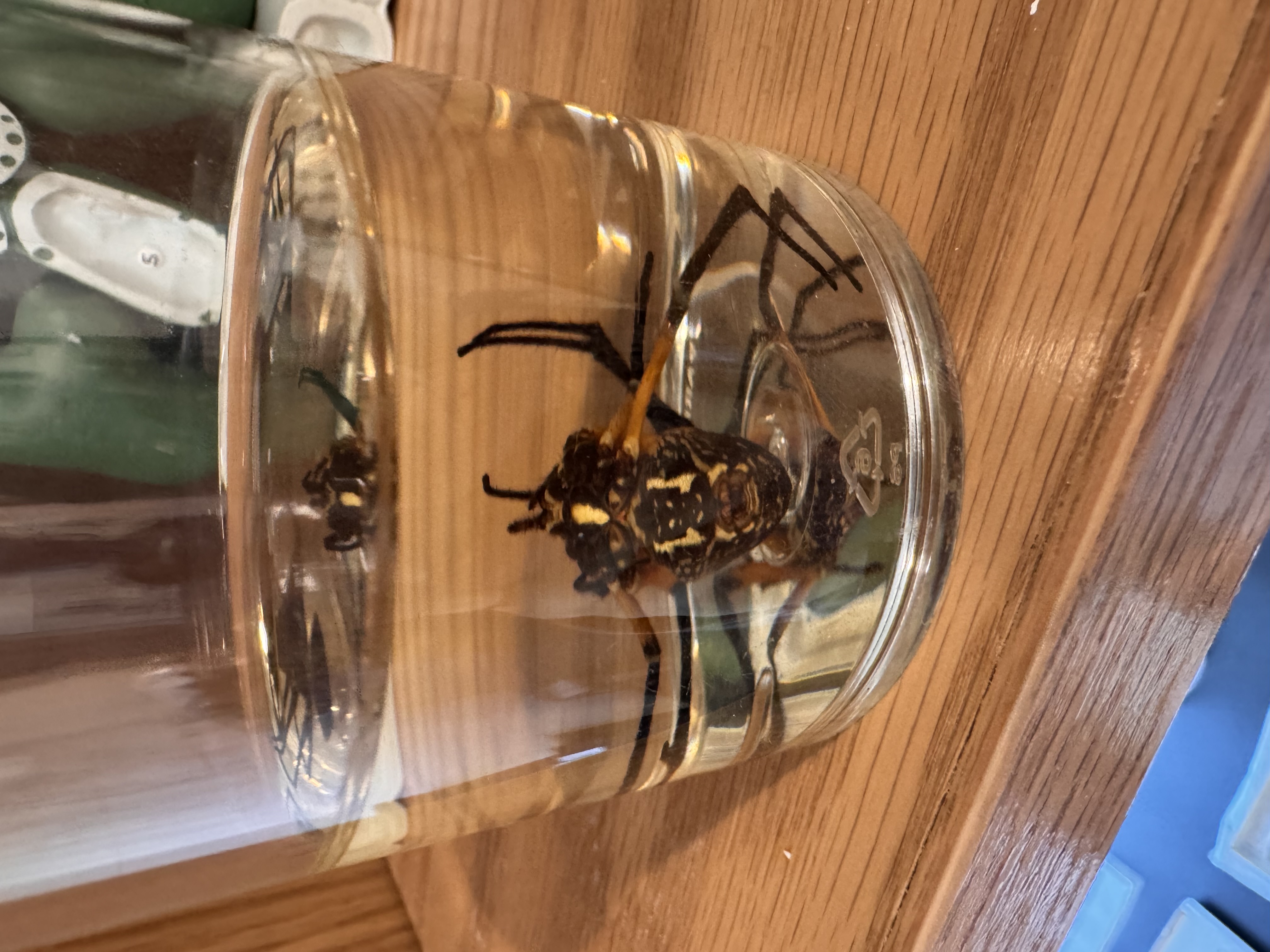 <p>Garden Spider</p>