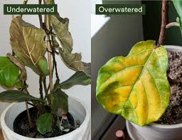 <ul><li><p><mark data-color="#ffffff" style="background-color: #ffffff; color: inherit">Depriving their roots of oxygen and leading to root rot, which then hinders the plant's ability to absorb water and nutrients.</mark></p></li><li><p><mark data-color="#ffffff" style="background-color: #ffffff; color: inherit">This can result in yellowing leaves, stun</mark>ted growth, wilting, and ultimately, plant death</p></li><li><p>Stop watering the plant immediately, allow the soil to dry out, and improve drainage</p></li></ul><p></p>