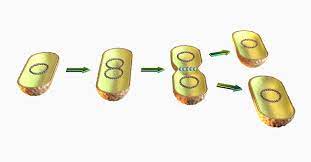 <p>What is fission, asexual reproduction? </p>