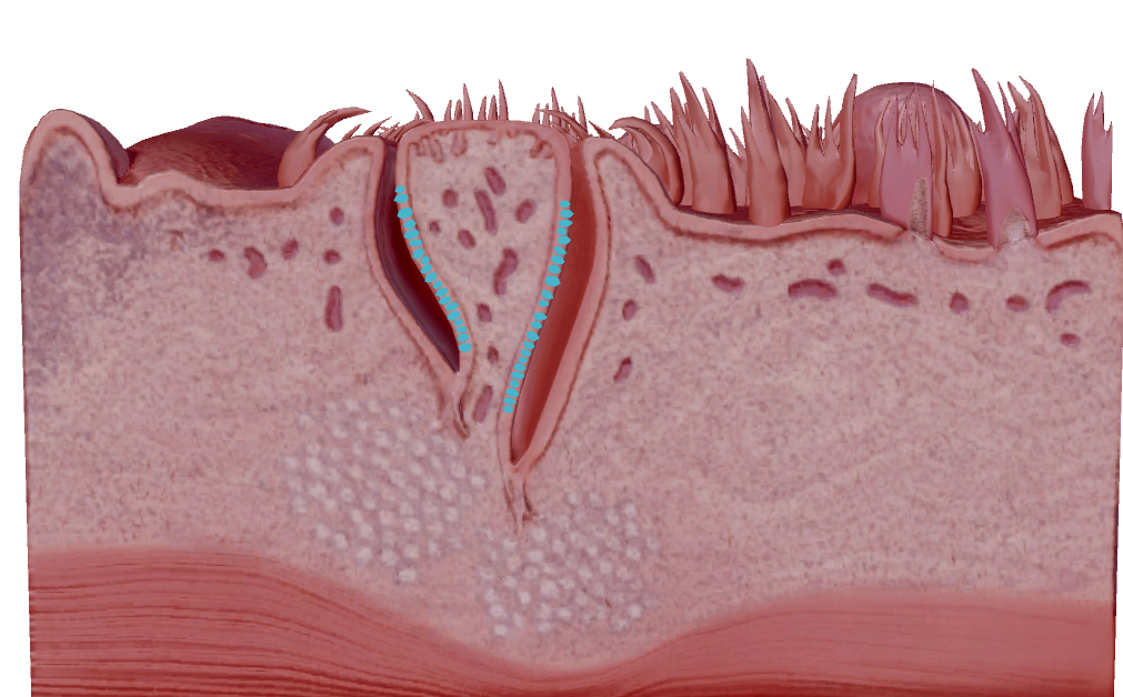 knowt flashcard image