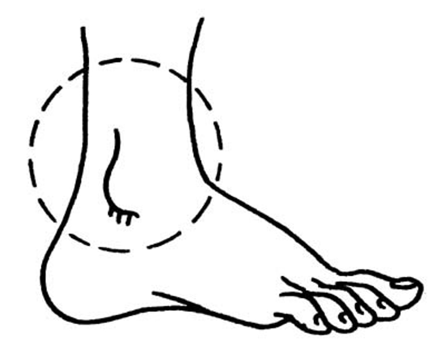 <p>ankle</p>