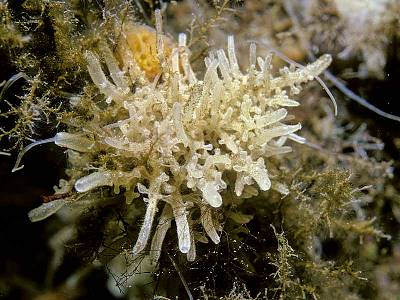 <p>Identify the genus and class of this animal</p>