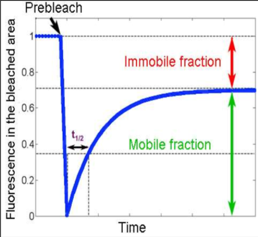 <p>A) <u>Immobile Fraction</u> - amount of protein left stationary after being bleached. These could be proteins attached to the cytoskeleton.</p><p>B) <u>Mobile Fraction</u> -The total mobile proteins in the plasma membrane (likely peripheral proteins)</p><p>C) <u>Point of bleaching</u> - The initial laser bleaching point.</p><p>D) <u>Fluorescence in the bleached area</u> - The initial level of fluorescence in the bleached area.</p><p>E) <u>Time</u> - The entire time it takes to recover a set level of fluorescence in that bleached area.</p><p>F) <u>Time it takes for half of the membrane protein to recover fluorescence</u> - Calculate the slope from this point. Slow recovery would have a large slope, fast recovery would have a small slope.</p>