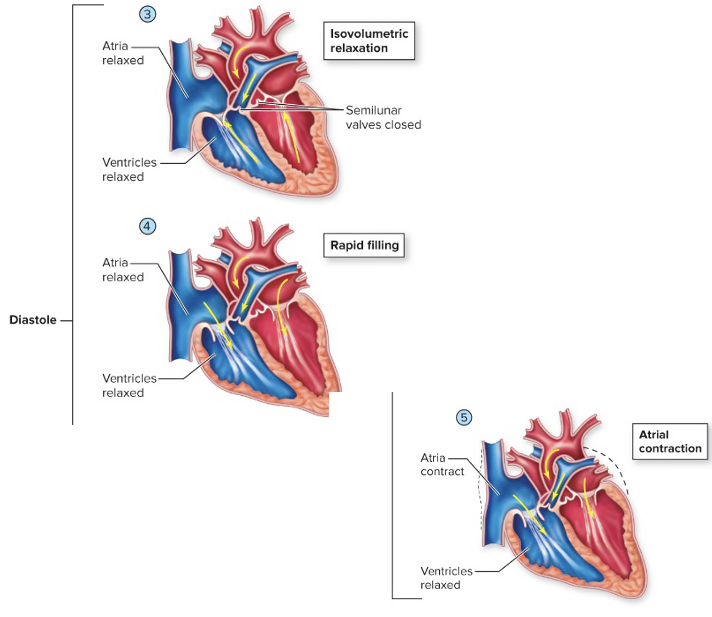 <ol start="3"><li><p><span style="color: green;">Pressure in ventricles falls; <strong>semilunar valves close (dub)</strong>; <u>isovolumetric relaxation</u></span></p></li><li><p><span style="color: green;"><u>pressure in ventricles falls</u> below that of the atria, and <strong>AV valve opens</strong></span></p></li><li><p><span style="color: green;">Atria contracts, <strong>sending last of blood to ventricles</strong>, ventricles fill</span></p></li></ol><p></p>