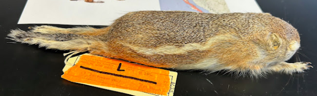 <p>White-tailed Antelope Squirrel</p><p>Sciuridae</p>