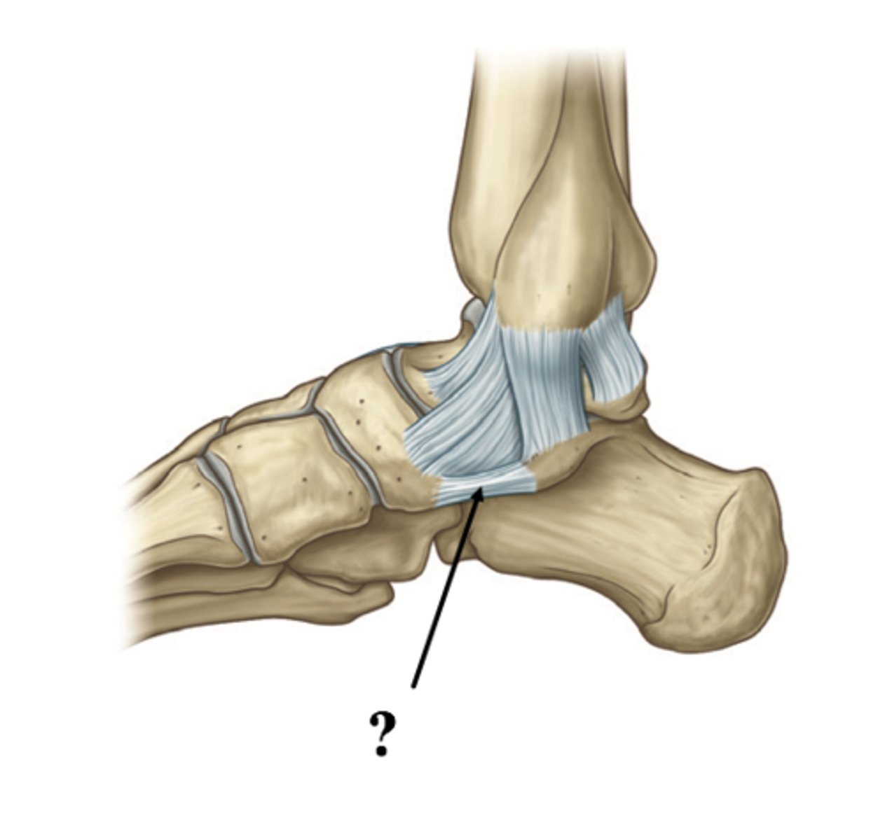 <p>Name this ligament</p>