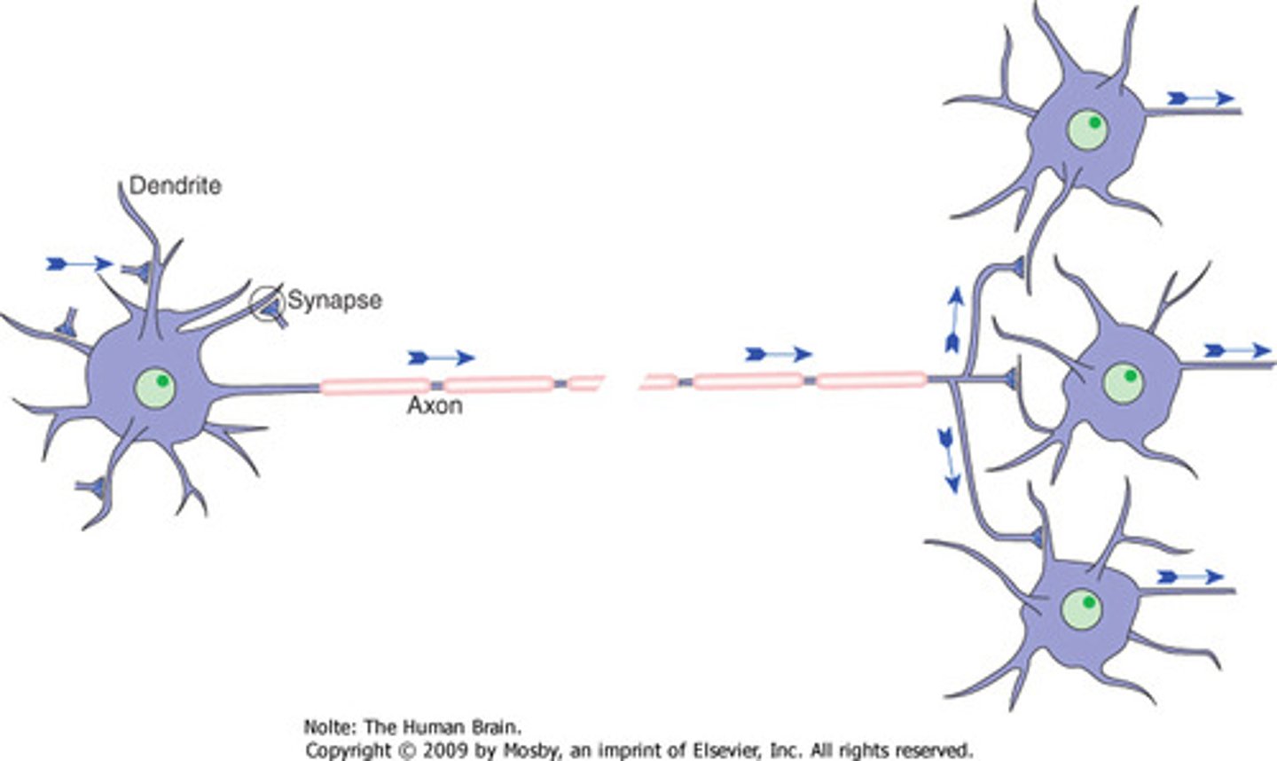 <p>Links between neurons facilitating communication.</p>