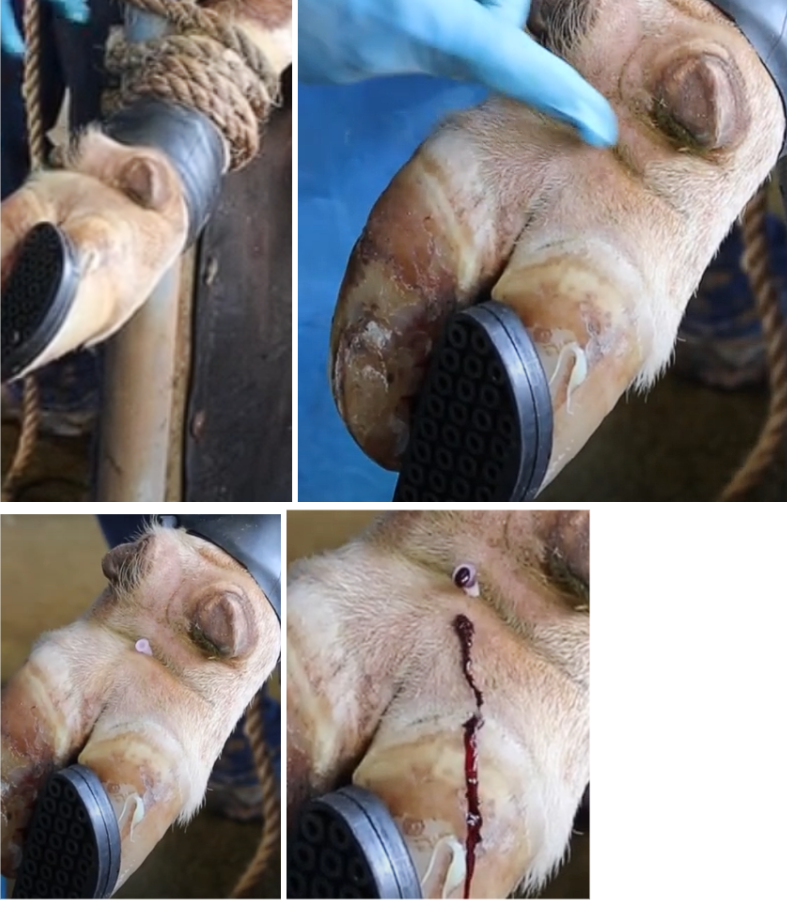 <p>Need to find a venous plexus - look at the groove (Insert exactly in the midline and 2-3cm below fetlock jt) - Full depth needle</p><p>Move the needle around gently until we see blood coming out (venous plexus)</p>