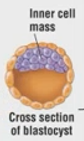 <p>outside: cleaved cells</p><p>inside: inner mass of cells or blastocoel</p>