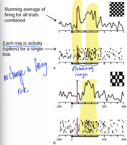 <p>Average firing rate of the neuron during presentation of these two different stimuli is identical. Instead, what varies is when the cell tends to fire during stimulus presentation. Thus, precisely when the cell fires fires provides more information than its overall firing frequency.</p>