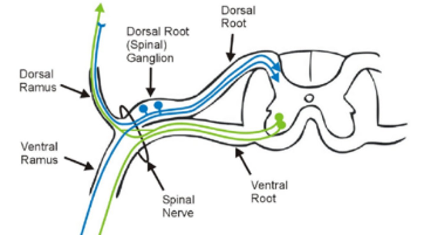 <p>innervates anterior trunk and makes up plexuses to the extremities; legs, anterior trunk, and limbs</p>