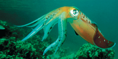 <p>Describe an ecosystem service attributed to <span>Cephalopoda</span></p>