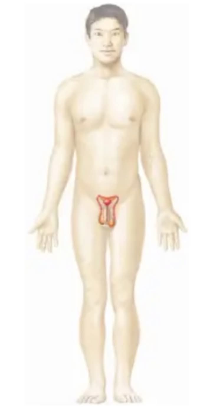 <p>What body system is this?</p>