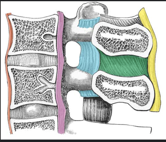<p>yellow ligament name?</p>