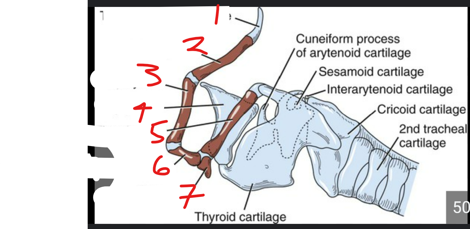 <p>label the parts of the hyoid apparatus</p>
