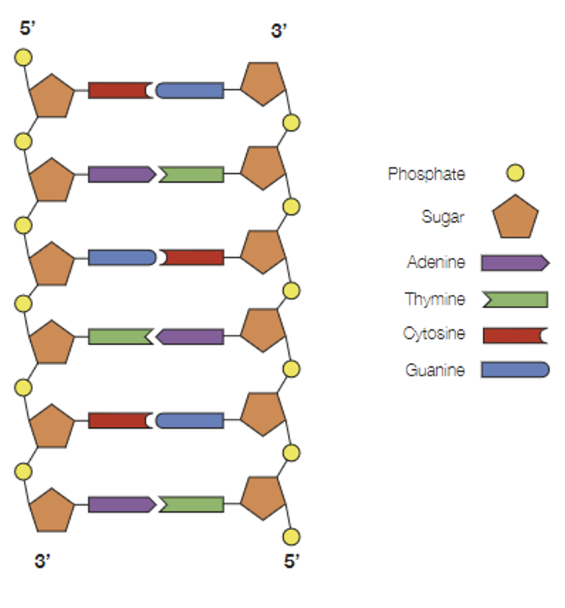 <p><mark data-color="yellow">The base pairing rules, and the method of DNA replication are universal.</mark></p><p>The possible nitrogenous bases include:</p><ul><li><p>Adenine (A)</p></li><li><p>Thymine (T)</p></li><li><p>Guanine (C)</p></li><li><p>Cytosine (C).</p></li></ul><p>The base-pairing rules are that:</p><p><mark data-color="green">Adenine only bonds with thymine</mark> through a double hydrogen bond (A=T); and <mark data-color="green">cytosine always bonds with guanine</mark> through a triple hydrogen bond (C≡G).</p><hr><p>Evidence for complementary base pairing is supported by DNA analysis which reveals that <mark data-color="yellow">species have identical amounts of adenine and thymine, as well as identical amounts of cytosine and guanine.</mark></p><ul><li><p><em>For example, if there’s 20% thymine in a DNA molecule, there would be 20% adenine, and therefore 30% guanine, and 30% cytosine.</em></p></li></ul><p>When DNA is assembled, it consists of <mark data-color="yellow">two complementary strands</mark> linked by the <mark data-color="yellow">complementary base pairs</mark>.</p><p><em>As the strands are complementary, they are read in opposite directions. Such that the DNA strand is read from top to bottom in the 5’ to 3’ direction, and vice versa for the other side (in the 5’ to 3’ direction)</em>.</p><p>This consistent pairing of bases (aka. complementary base-pairing) is <mark data-color="green">important since it allows for the accurate replication of DNA</mark>. It also allows DNA to be transcribed accurately into RNA and then translated from RNA into amino acids.</p>