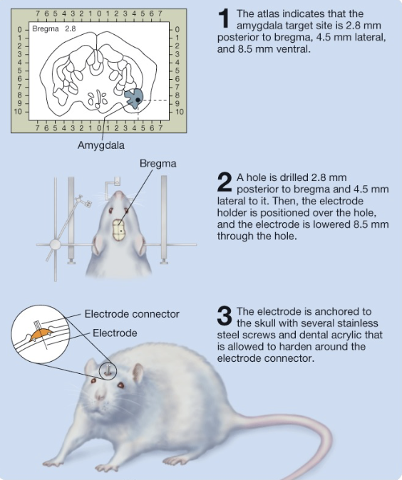 <p>procedure that uses 3D coordinate equipment to precisely locate and treat targets inside the body</p><ul><li><p>used for creating lesions, optogenetics, electrodes - allows accurate placement</p></li><li><p>employs stereotaxic atlas (brain structure records for a specific animal) and instruments (helps to precisely locate brain sections)</p></li><li><p>bregma = reference point</p></li></ul><p></p>