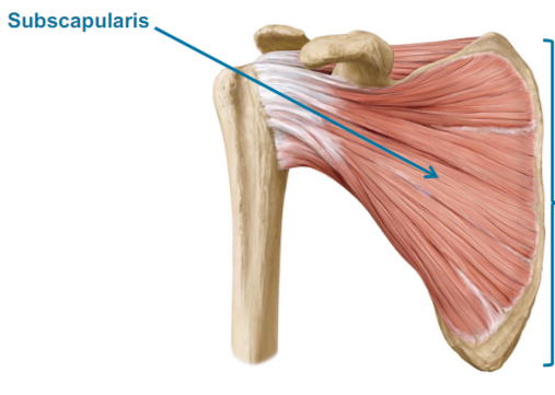 <p>Subscapularis </p>