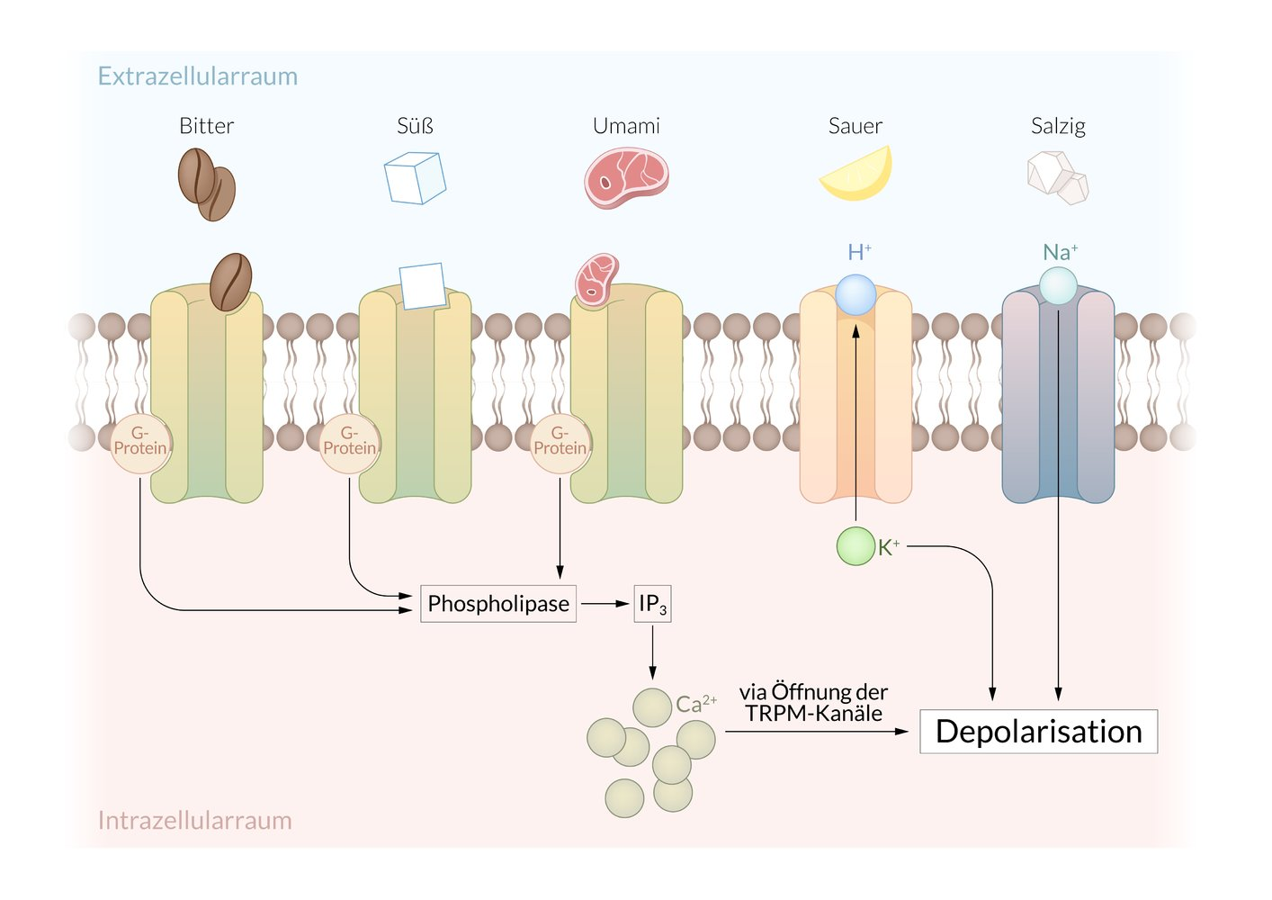 <p>C. Activation of the receptor proteins leads to the opening of TRPM5 channels.</p>