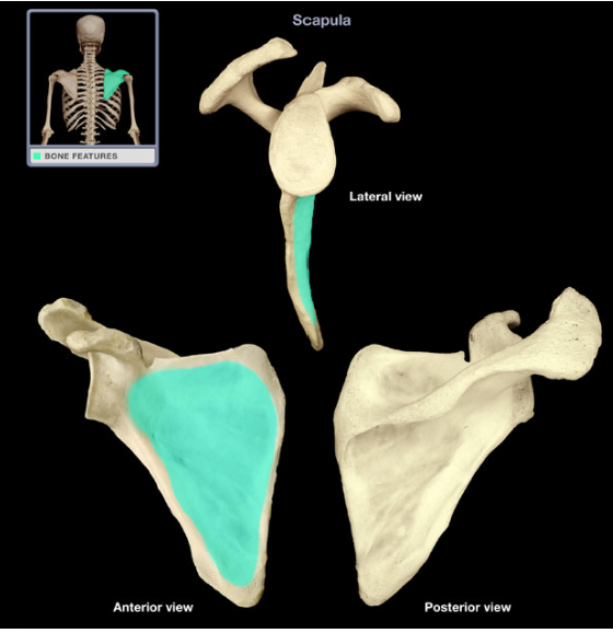 <p>Subscapular fossa</p>