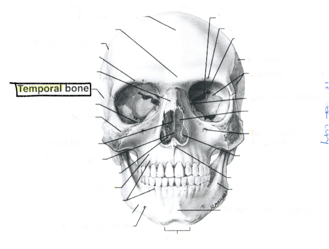 <p>Temporal bone</p>
