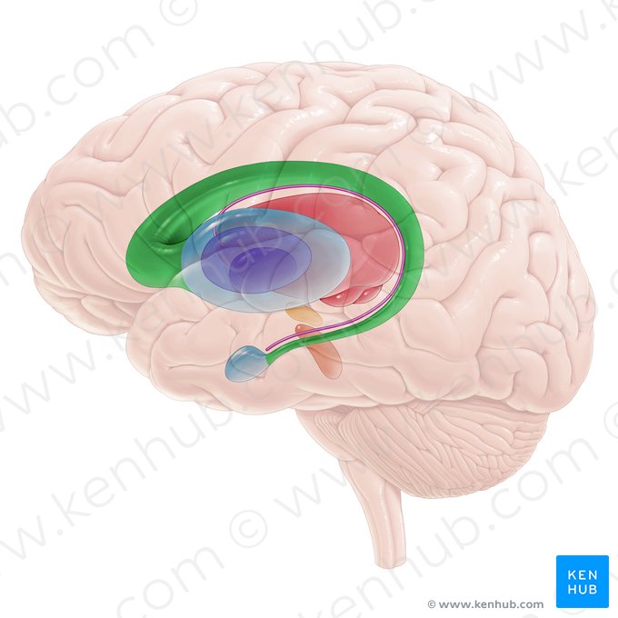 <p>Caudate nucleus</p>