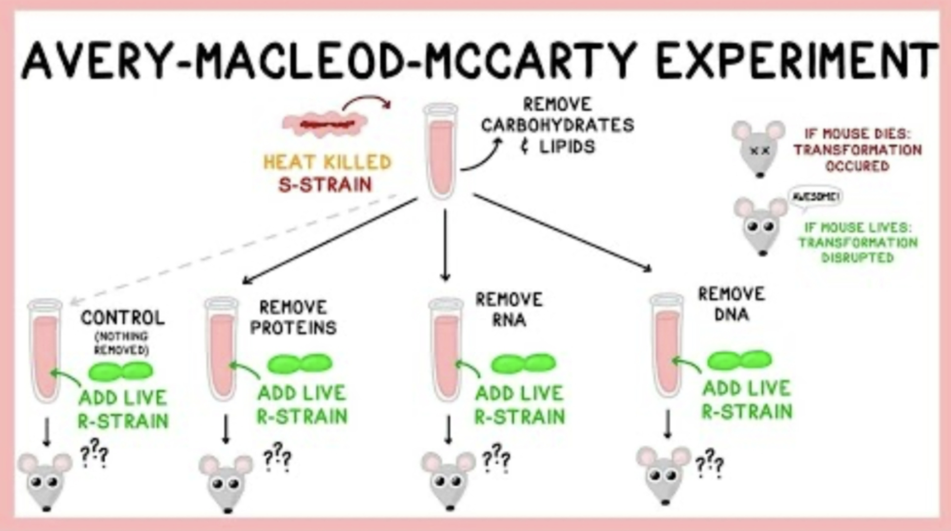 <ul><li><p>Before experiment, weren’t sure if proteins or nucleic acids were the transforming principle</p></li><li><p><span>They selectively destroyed different molecules and showed that only the destruction of DNA prevented the transformation of harmless bacteria into virulent ones; the researchers identified DNA as the "transforming principle”</span></p></li></ul><p></p>