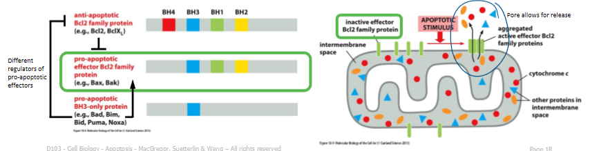 <p>can bind each other directly to inhibit each other function </p><ul><li><p>balance between these competing actions regulates whether a cell lives or dies </p></li></ul><p></p>