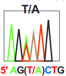 <p>mutation that has another peak of a different nucleotide in another nucleotide</p>
