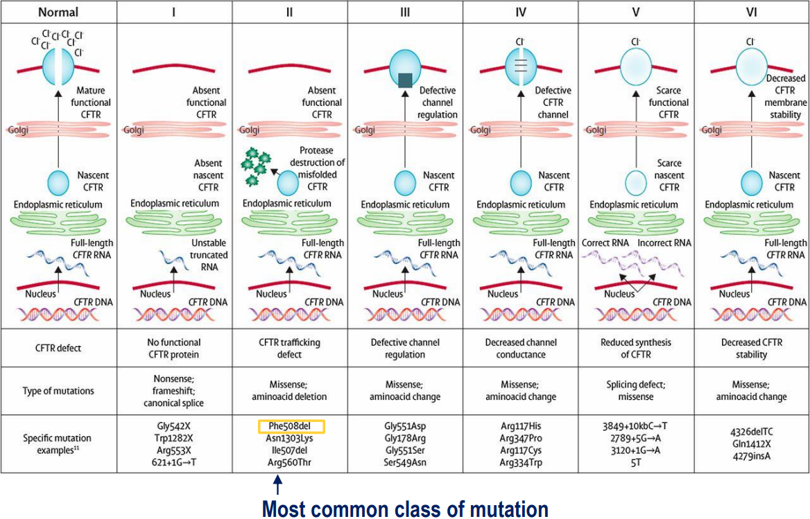 <p>Different CFTR mutations have different consequences on the protein</p><ul><li><p>CFTR encodes for cystic fibrosis transmembrane conductance regulator (a protein that sits within the cell membrane and is a chloride channel - important for epithelial fluid transport between cell and external environment)</p></li><li><p>cystic fibrosis results in dysregulation of epithelial fluid transport (prevents fluid from leaving the cell, resulting in buildup inside the cell)</p></li></ul><p></p>