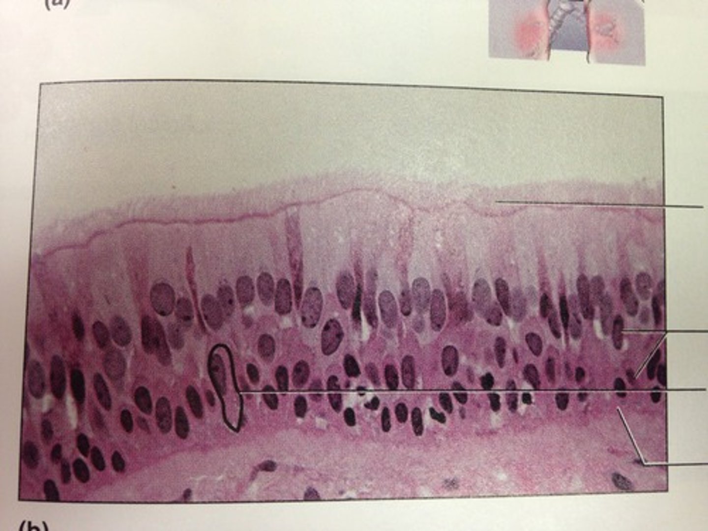 <p>Function - Secretes substances, particularly mucus by ciliary action.</p><p>Location - Nonciliated type in males sperm carrying ducts. Ciliated type lines trachea and most of respiratory tract.</p>