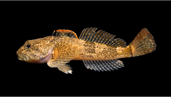 <ul><li><p><em><u>Order</u></em>: Scorpaeniformes</p></li><li><p><em><u>Family</u></em>: Cottidae</p></li><li><p><strong>big, frog-like face and mouth</strong></p></li><li><p><strong>strongly tapered (from above)</strong></p></li></ul><p></p>