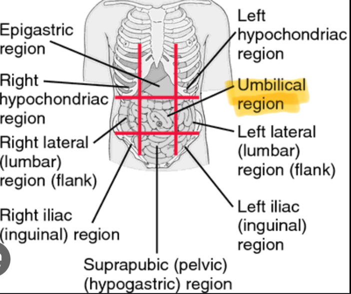 <p>Center (Small Intestine,  colon) </p>