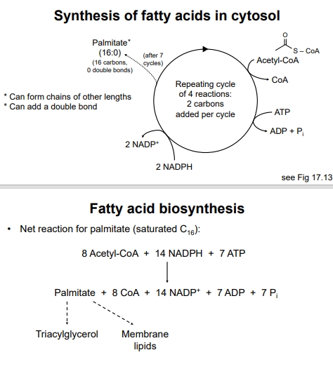 <ul><li><p>Fatty acid synthesis occurs in the cytosol</p></li><li><p>This process requires ATP for energy and NADPH as the reducing power</p></li><li><p>This process is carried out by an enzyme called fatty acid synthase, which catalyzes a repeating cycle of 4 reactions</p></li><li><p>Each cycle adds 2 carbons to the growing fatty acid chain via malonyl-CoA (what delivers the 2 carbons from acetyl-CoA</p></li><li><p>2 NADPH are used to finally synthesize palmitate (16C) after 7 cycles</p><ul><li><p>(the acetyl-CoA already has 2 carbons)</p></li></ul></li></ul><p></p>
