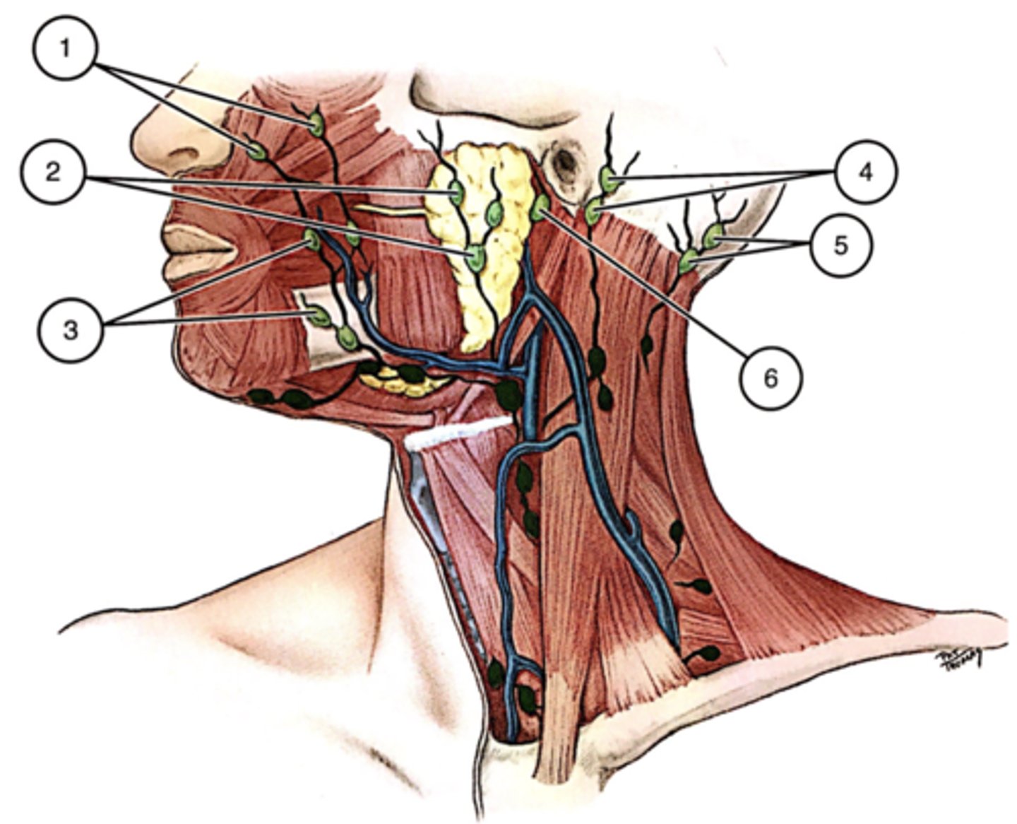 <p>circle of teichmann -&gt; radial lymph vessels -&gt; pericorneal lymphatic ring -&gt; superficial parotid/submandibular nodes -&gt; deep cervical lymph node</p>
