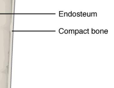 <p>Provides support and protection, made of osteons</p>