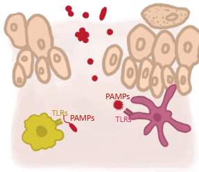 <p>Common foreign structures that characterize whole groups of pathogens (part of many microorganisms but not of the host body’s own cells)</p><ul><li><p>Same as MAMPs</p></li></ul><p></p>